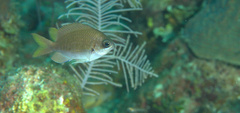 Chromis insolata