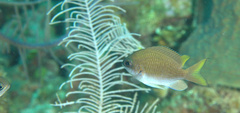 Chromis insolata