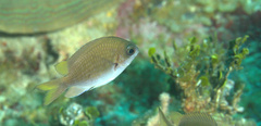 Chromis insolata