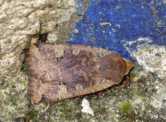 Conistra erythrocephala