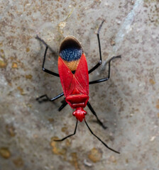 Dindymus sanguineus