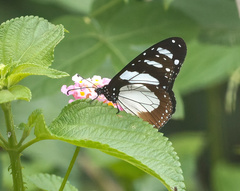 Amauris ochlea ochlea