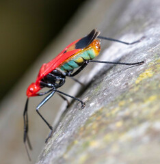Dindymus sanguineus