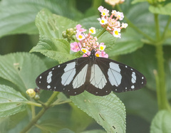 Amauris ochlea ochlea