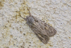 Lithophane ornitopus