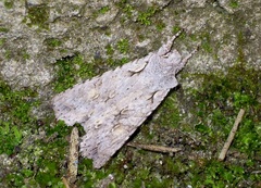 Lithophane ornitopus