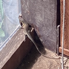 Trachylepis albilabris