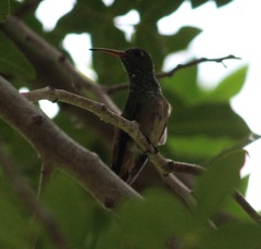 Amazilia yucatanensis