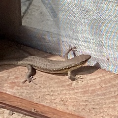 Trachylepis albilabris