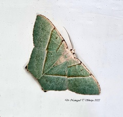 Neohipparchus vallata