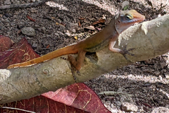 Anolis wattsii