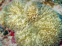 Stichodactyla helianthus
