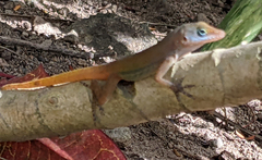 Anolis wattsii