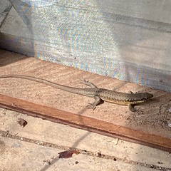 Trachylepis albilabris