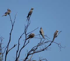 Nymphicus hollandicus