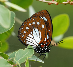 Charaxes wakefieldi