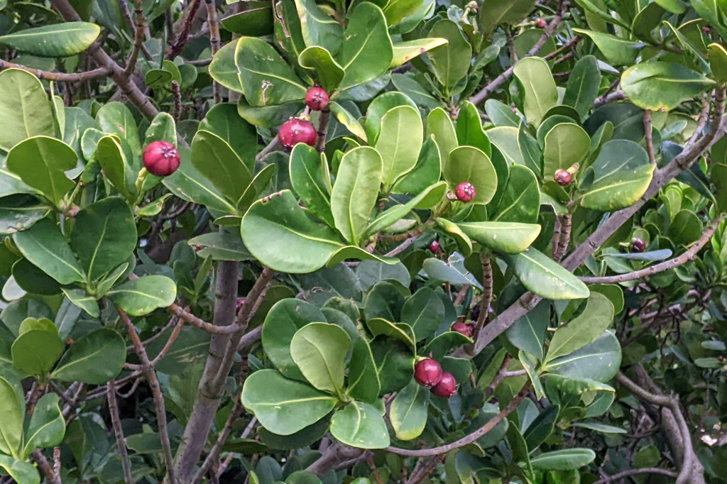 Clusia plukenetii