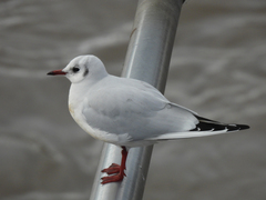 Chroicocephalus ridibundus