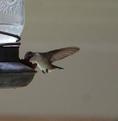 Archilochus colubris