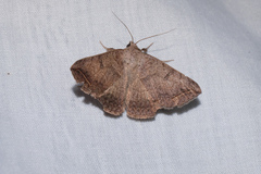 Blasticorhinus rivulosa