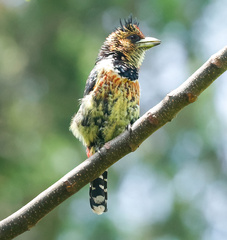 Trachyphonus vaillantii