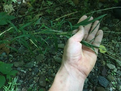 Muhlenbergia tenuiflora