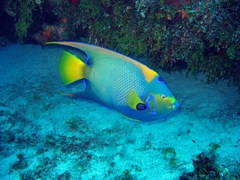 Holacanthus ciliaris