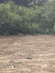 Cynictis penicillata