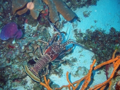 Panulirus argus