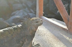 Amblyrhynchus cristatus hassi