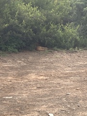 Cynictis penicillata