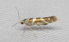 Argyresthia goedartella