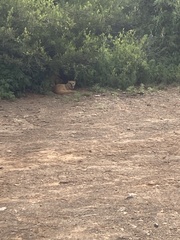 Cynictis penicillata