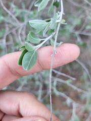 Anthyllis cytisoides