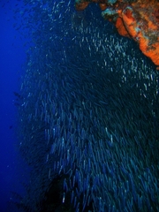 Atheriniformes