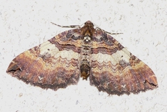 Earophila badiata