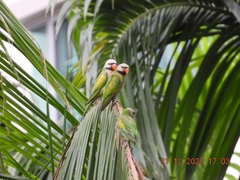 Psittacula alexandri