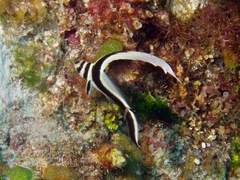 Eques punctatus