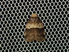 Eugoa bipuncta