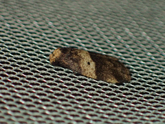Eugoa bipuncta