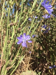 Lerodea eufala concepcionis