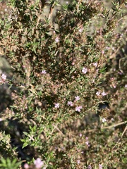 Thymus vulgaris