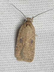 Agonopterix subpropinquella