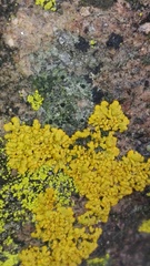 Candelariella medians