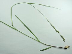 Melica spectabilis