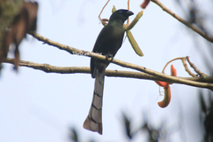 Crypsirina temia