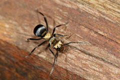 Polyrhachis hermione