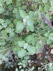 Pseudodictamnus hirsutus