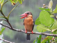Pelargopsis capensis