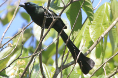 Crypsirina temia